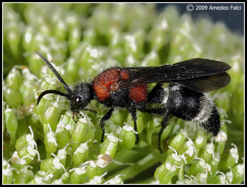 Dasylabris maura maura (Mutillidae)